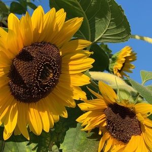 Meet your Posher, Abby